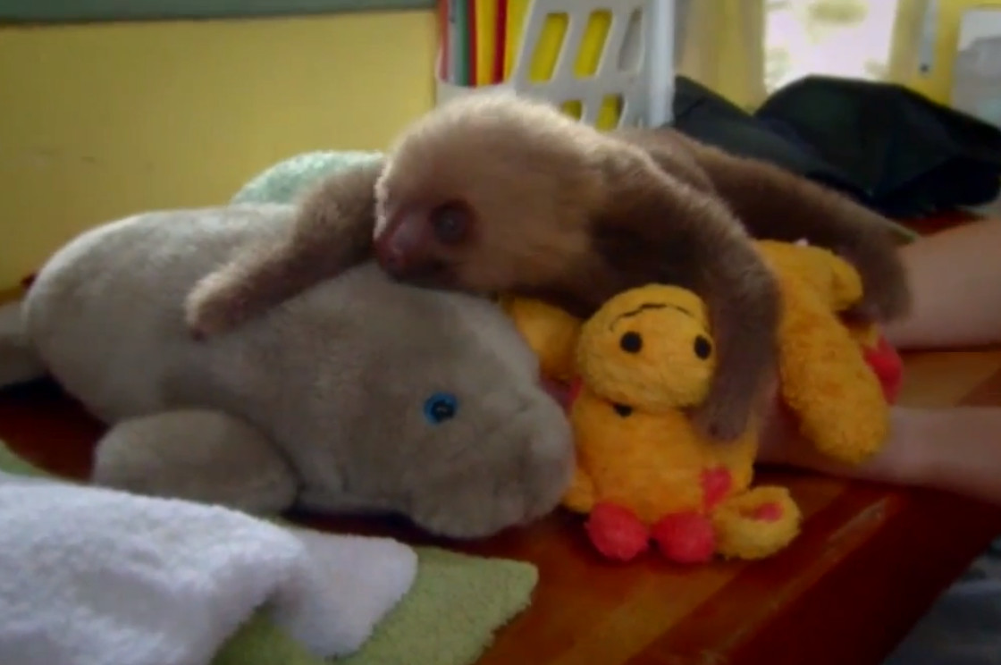 Little-Punkin-the-Sloth-Makes-a-Big-Decision-VIDEO