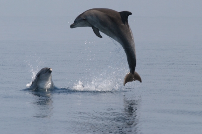 Delfinek Mali Lošinj  közelében