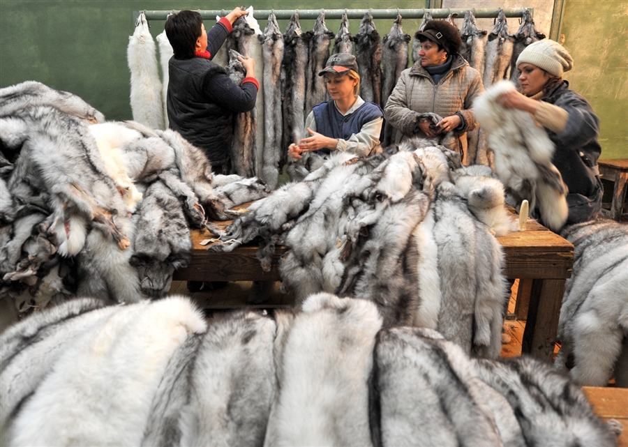 fur industry 2