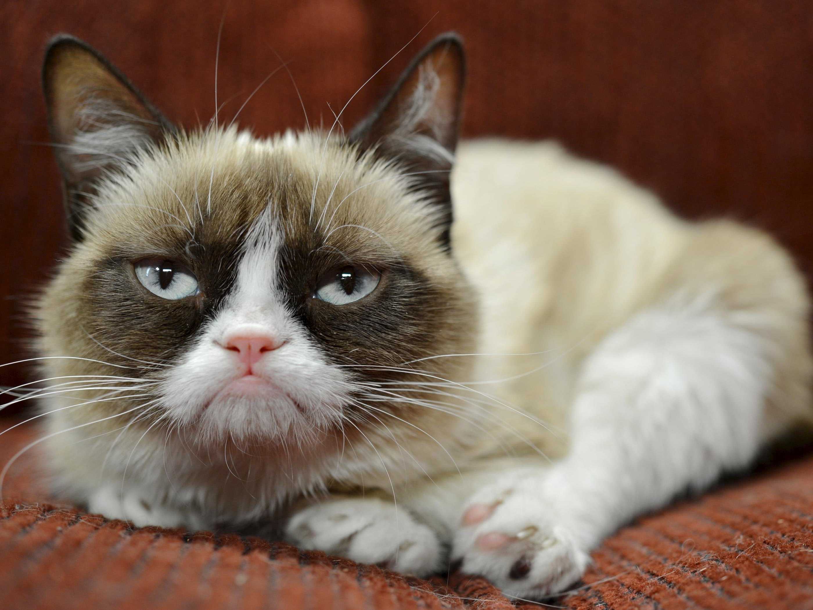 internet-famous-grumpy-cat-just-landed-an-endorsement-deal-with-friskies