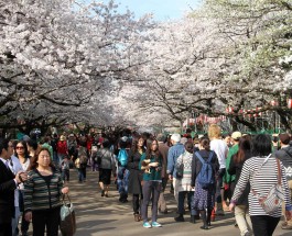 Japán: Így ünneplik a cseresznyefák virágzását