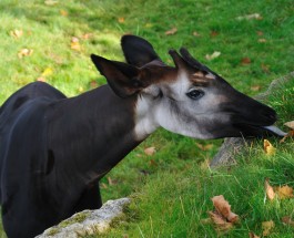 Chocapic? Nem, Okapi!